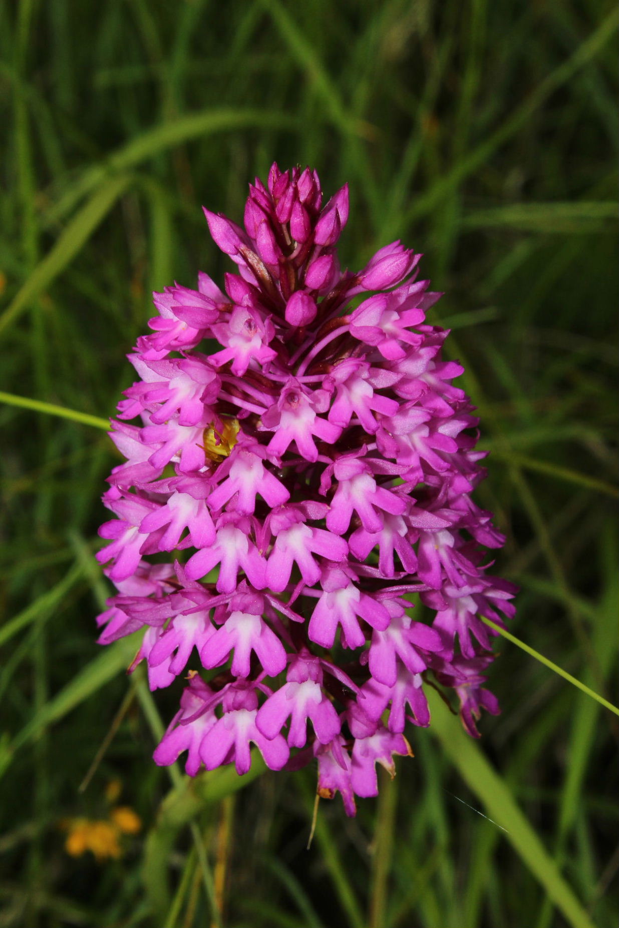 Anacamptis pyramidalis